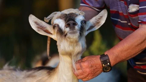 A man strokes a goat on his beard and neck. Close-up Stock Footage 129305937