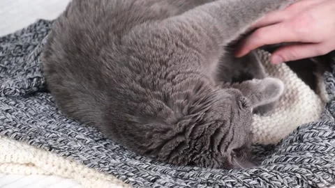 A man strokes Gray cat. The cat chartreuse sleeps lightly on the bed. The cat's Stock Footage 182650840