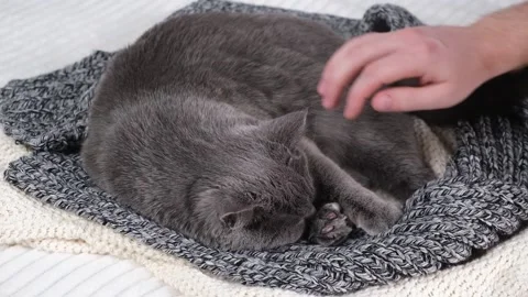 A man strokes Gray cat. The cat chartreuse sleeps lightly on the bed. The cat's Stock Footage 185205911