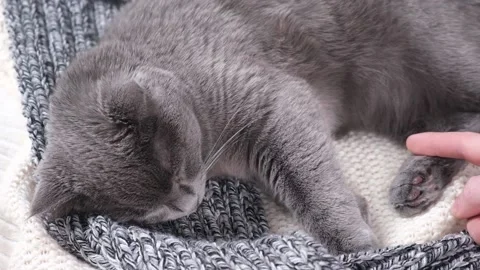 A man strokes Gray cat. The cat chartreuse sleeps lightly on the bed. The cat's Video stock 194582362