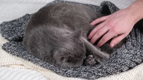 A man strokes Gray cat. The cat chartreuse sleeps lightly on the bed. The cat's Видео 197487531