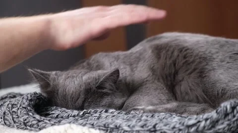 A man strokes Gray cat. The cat chartreuse sleeps lightly on the bed. The cat's Stock Footage 198245298