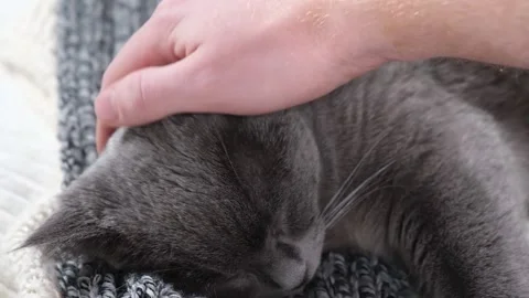 A man strokes Gray cat. The cat chartreuse sleeps lightly on the bed. The cat's Stock Footage 199313033