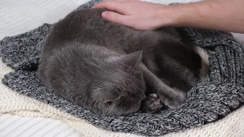 A man strokes Gray cat. The cat chartreuse sleeps lightly on the bed. The cat's Stock Footage 202362623