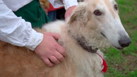 A man strokes greyhounds 動画素材 164950165