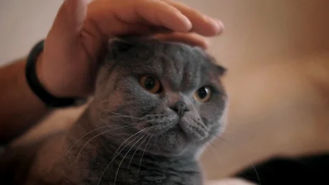 A man strokes the head of his cute gray cat Scottish breed, close-up Stock Footage 102712420