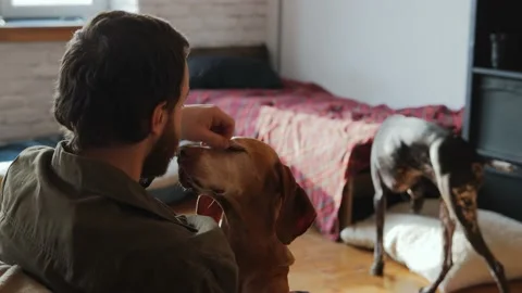 A man strokes his pointer dog in the home interior Stock Footage 233520043