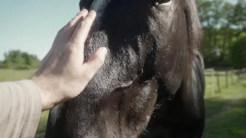The man strokes the horse's muzzle with his hand. Stock Footage 278546877