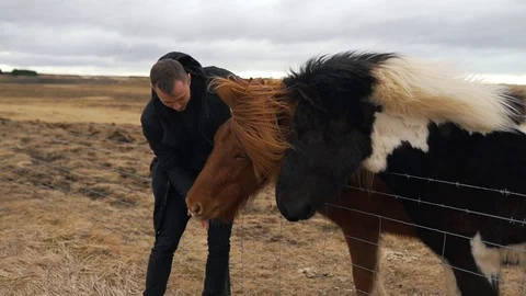 The man strokes the Icelandic horses Stock Footage 89810172