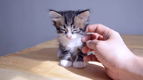 A man strokes a kitten. Stock Footage 156452040