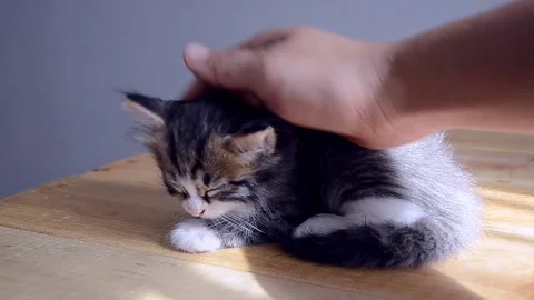 A man strokes a kitten. Stock Footage 156466654