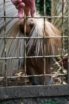 A man strokes a pony through the bars at the zoo Stock Photos