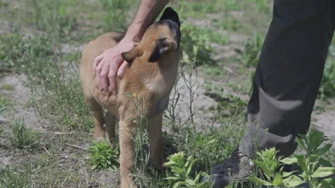 Man strokes a raspberry puppy. Belgian Shepherd next to the owner in the field Stock Footage 139054869