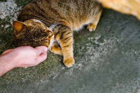 Man strokes red cat, animals. The hands of a man stroke a cat. The hands of a Stock Photos
