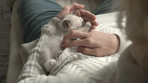 Man stroking and playing with kitten Stock Footage 150743169