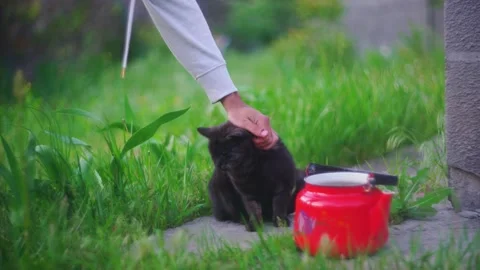 A man stroking a black one-eyed cat in the green grass, next to a red teapot Video stock 150688695