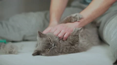 A man stroking a British cat, lying on the floor near his feet after brushing Stock Footage 155308990