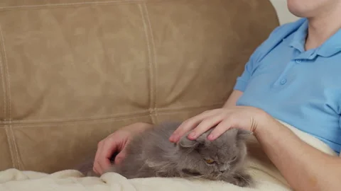 A man stroking a British cat that sits on his legs, copyspace Stock Footage 150712052