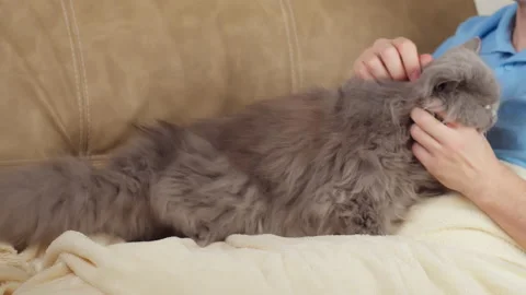 Man stroking a british cat while sitting under a blanket on the couch, copyspace Stock Footage 150802370