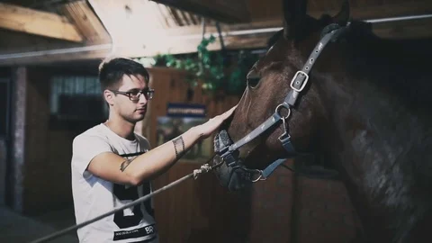 Man stroking a brown horse's head in the stable Stock Footage 72922490