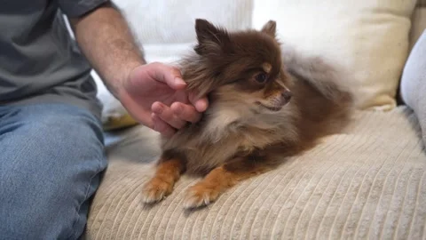 A man stroking a brown spitz on a sofa. Urban pets Stock Footage 241262770