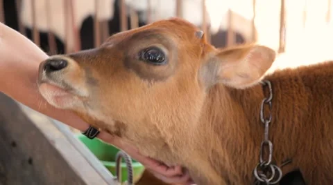Man stroking a calf at the farm Stock Footage 67514052