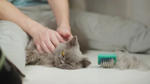 A man stroking a cat after combing wool Stock Footage 150808667