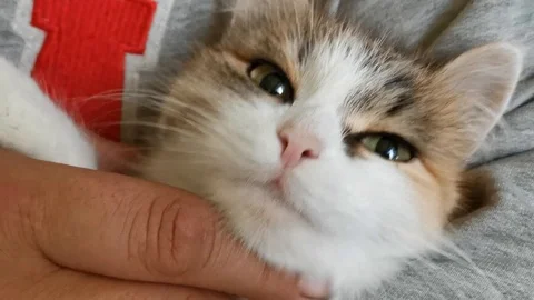 Man stroking a cat, close-up  Stock Footage 120440923