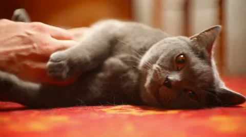 Man stroking a cat 動画素材 22305784