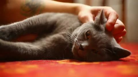 Man stroking a cat Stock Footage 22305790