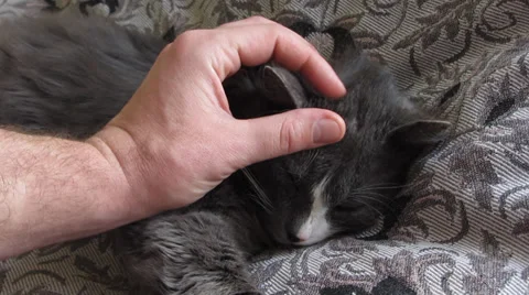 Man stroking a cat Vídeo Stock 36524040