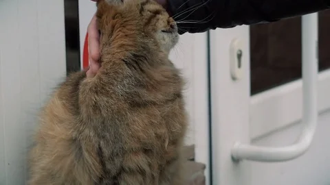 A man stroking a cat Stock Footage 84458972