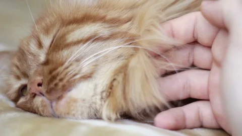 Man Is Stroking A Cat 스톡 동영상 87095488