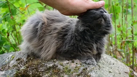 Man stroking a cat Stock Footage 117420686
