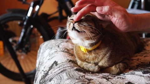 Man stroking cat on head. Concept of pet care at home. Stock Footage 213658714