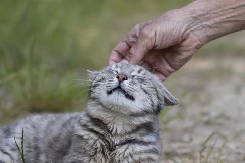 Man stroking cat head.How to pet a cat correctly. Stock Photos