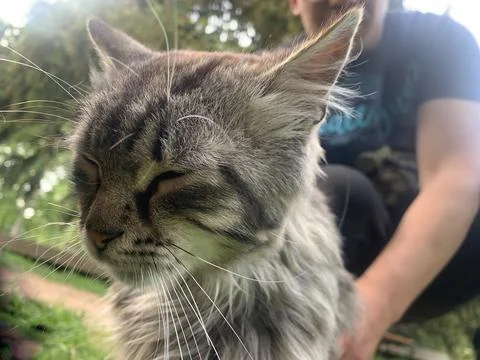 Man stroking a cat Stock Photos
