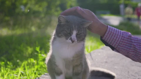 Man stroking a cat in the street on a sunset background in slow motion 库存影片 134801146