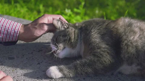 Man stroking a cat in the street on a sunset background in slow motion Stock Footage 134801181