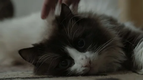 Man stroking a cat, video Stock Footage 70753598