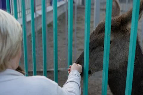 Man stroking Cervus elaphus through the cage Stock Photos