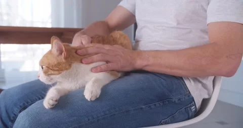 Man stroking the chest of a ginger tabby cat Stock Footage 152337961
