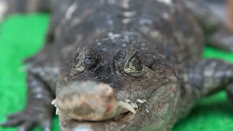 Man stroking a crocodile Stock Footage 82148460