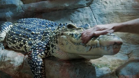 Man stroking crocodile head and scratching neck by hand Stock Footage 106313255
