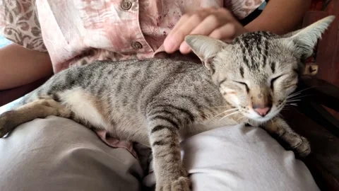 Man stroking cute cat's head. Stock-Footage 181980030