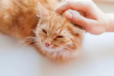 Man stroking a cute ginger cat. Fluffy pet frowning of pleasure. Cozy home ba Stock Photos