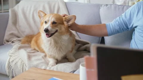 A Man Stroking a Cute Ginger Dog that Lies Next to Him on the Couch Stock Footage 142664047