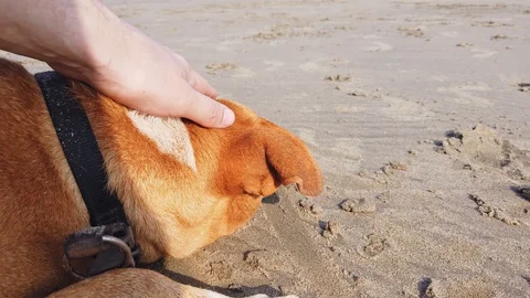 Man stroking dog on the beach Stock Footage 128836655