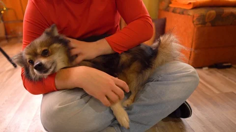 Man Stroking The Dog Close Up First-Person View . Stock Footage 129671623