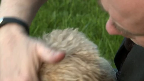 A man stroking a dog Stock Footage 75491051
